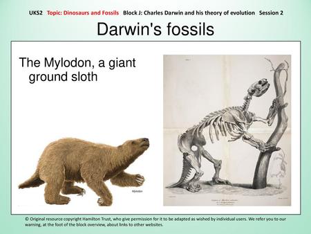 Darwin's fossils The Mylodon, a giant ground sloth
