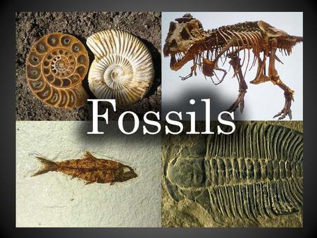 What are Fossils? Fossils are the evidence or remains of once-living plants or animals Fossils provide evidence of past existence of a wide variety of.