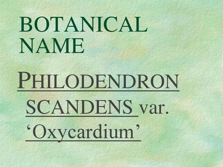 PHILODENDRON SCANDENS var. ‘Oxycardium’
