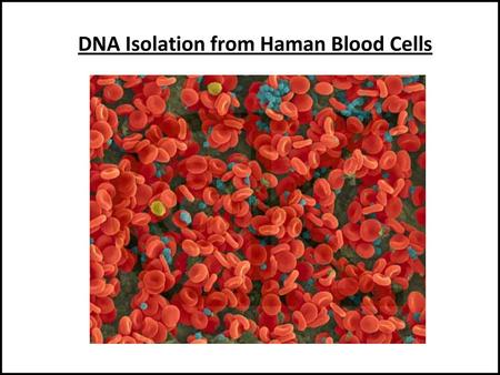 DNA Isolation from Haman Blood Cells