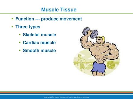 Muscle Tissue Function --- produce movement Three types