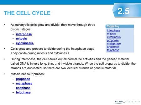 THE CELL CYCLE 2.5 As eukaryotic cells grow and divide, they move through three distinct stages: interphase mitosis cytokinesis. Cells grow and prepare.
