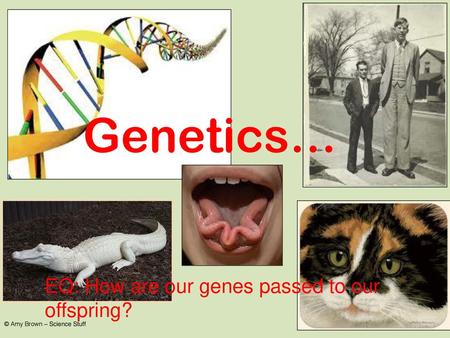 Genetics… EQ: How are our genes passed to our offspring?