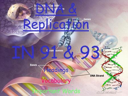 DNA & Replication IN 91 & 93 Headings Vocabulary Important Words.