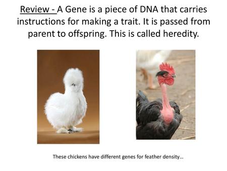 Review - A Gene is a piece of DNA that carries instructions for making a trait. It is passed from parent to offspring. This is called heredity. These chickens.