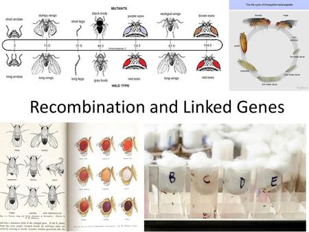 Recombination and Linked Genes