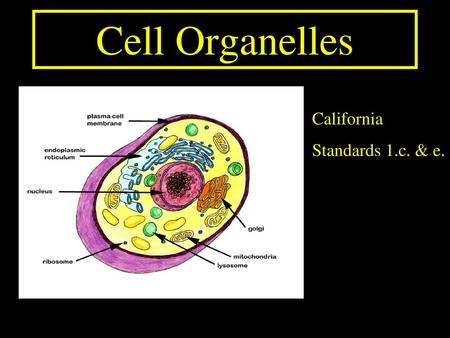Cell Organelles California Standards 1.c. & e..