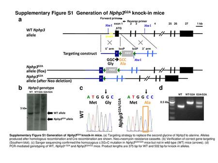Supplementary Figure S1  Generation of Nphp3G2A knock-in mice