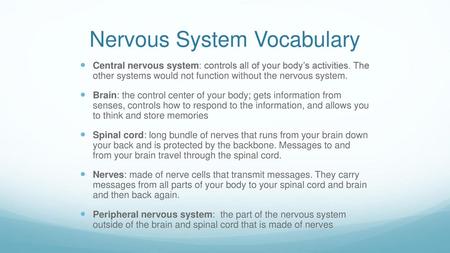 Nervous System Vocabulary