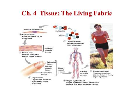 Ch. 4  Tissue: The Living Fabric