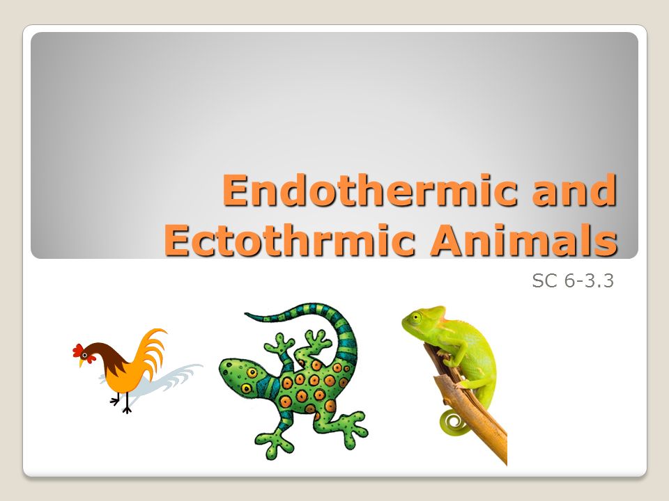 Endothermic and Ectothrmic Animals - ppt download