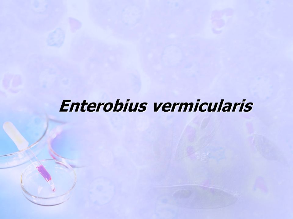 enterobius vermicularis ppt)