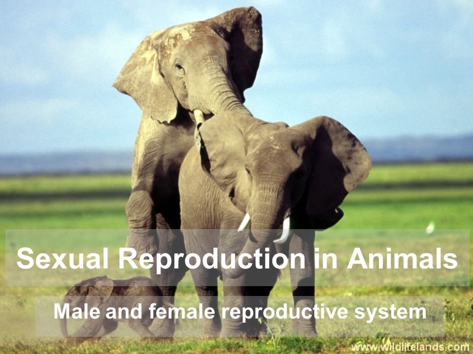 Sexual Reproduction in Animals - ppt download