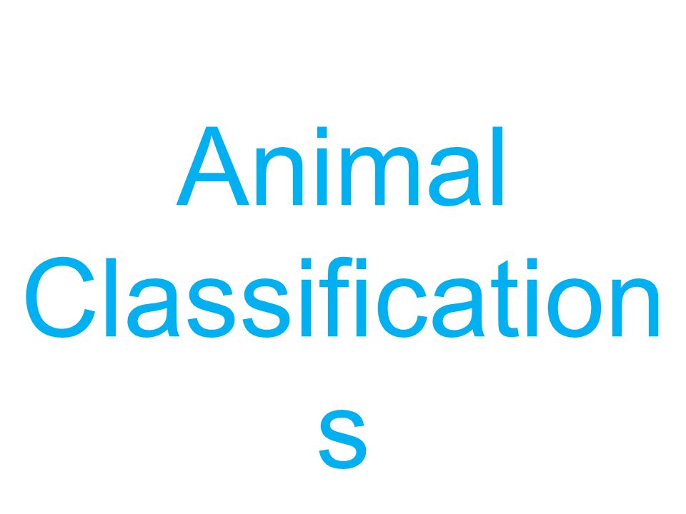 Animal Classification s. There are five different ways we can class animals  ppt download