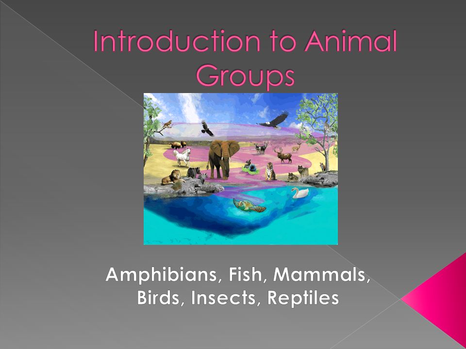 Since there are so many animals they are put into different groups  according to similar characteristics. - ppt download