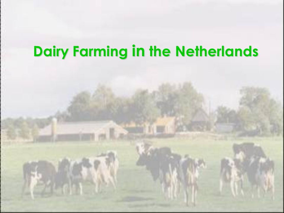 Dairy Farming in the Netherlands. Introduction Dairy farming an animal  husbandry enterprise  to raise female cattle for long-term production of  milk. - ppt download