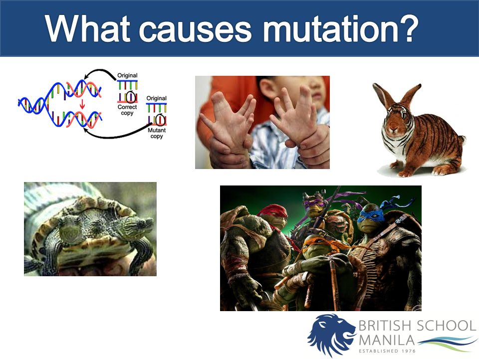 Objectives Know radiation and mutagenic chemicals increase the mutation  rate and can cause genetic diseases and cancer. Application: Consequences  of radiation. - ppt download