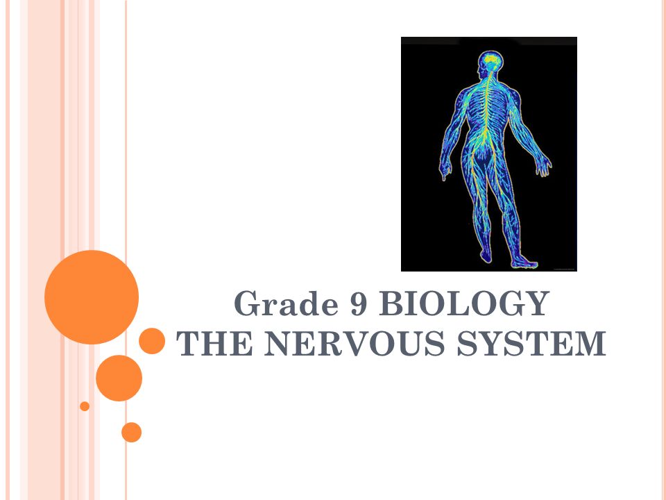 Grade 9 BIOLOGY THE NERVOUS SYSTEM - ppt video online download