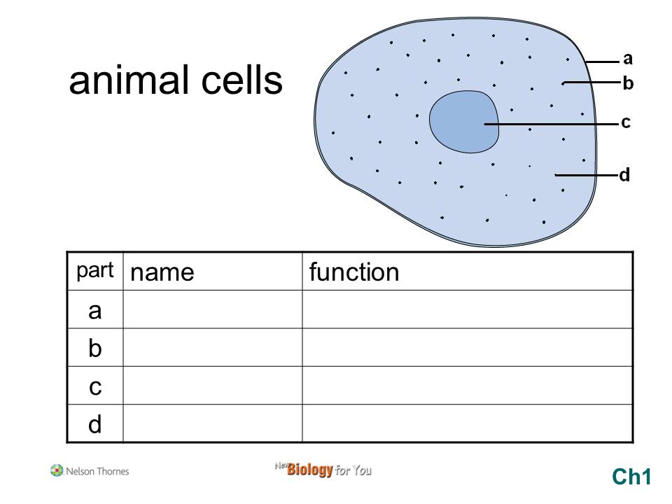 Animal cells part name function a b c d Ch1. - ppt video online download