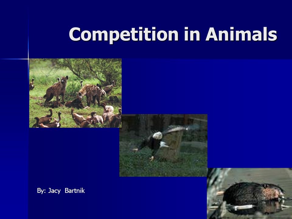 Competition in Animals By: Jacy Bartnik. Competition Competition Competition:  common demand by two or more organisms for environmental resources that. -  ppt download