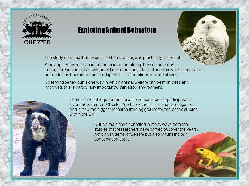 The study of animal behaviour is both interesting and practically  important. Studying behaviour is an important part of monitoring how an  animal is interacting. - ppt download