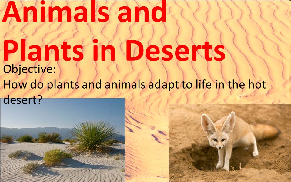 Animals and Plants in Deserts - ppt video online download