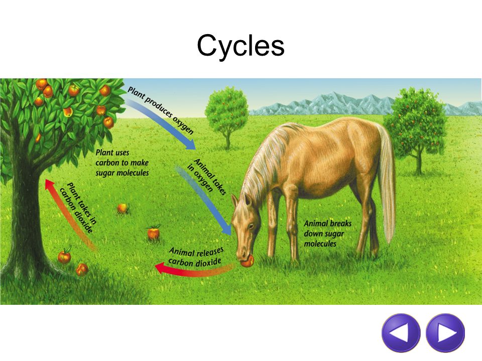 Cycles. CARBON-OXYGEN CYCLE media//uploads/alberta/ - ppt  download
