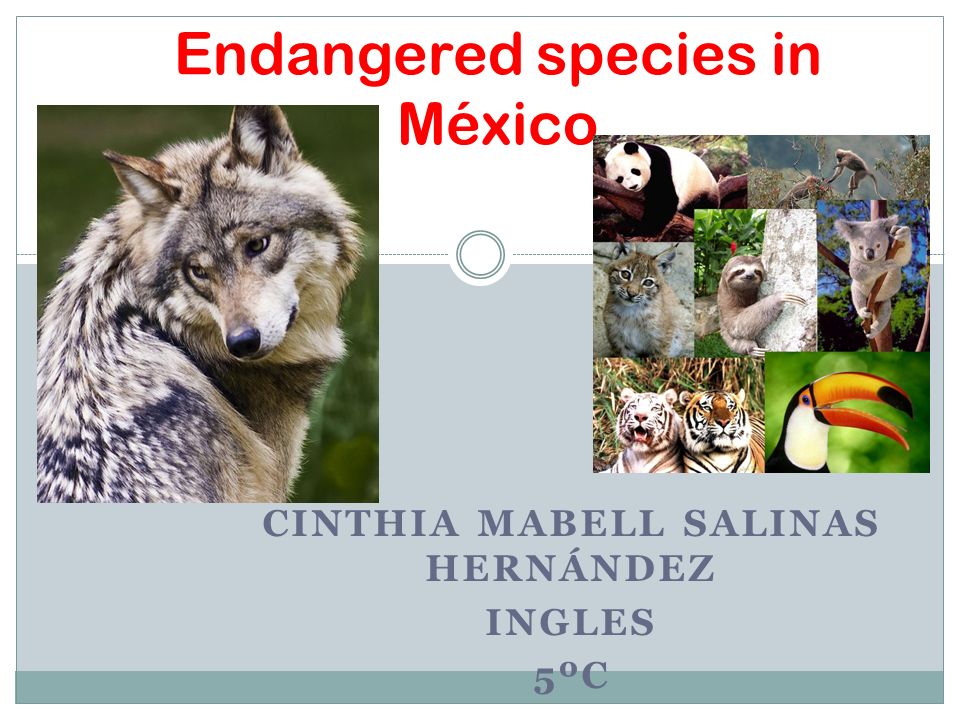 Cinthia Mabell Salinas Hernandez Ingles 5ºc Endangered Species In Mexico Ppt Download