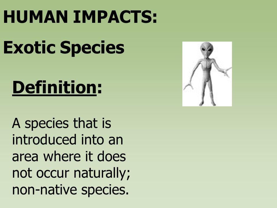 A species that is introduced into an area where it does not occur  naturally; non-native species. Definition: HUMAN IMPACTS: Exotic Species. -  ppt download