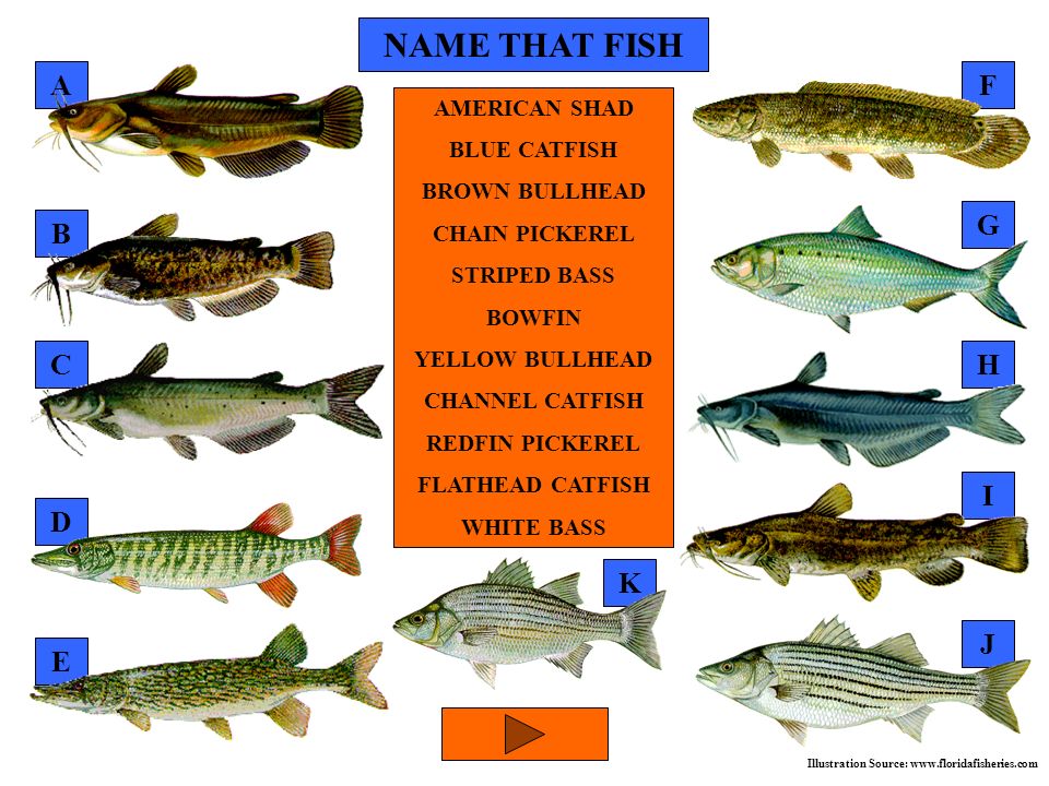 NAME THAT FISH A F AMERICAN SHAD BLUE CATFISH BROWN BULLHEAD - ppt video  online download