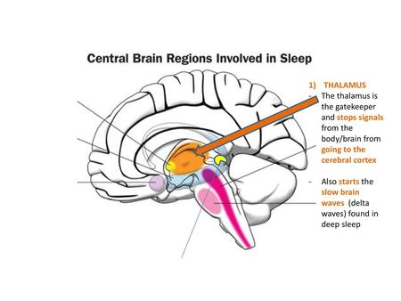 Rf – produces main neurotransmitters needed for sleep – achetylcholine