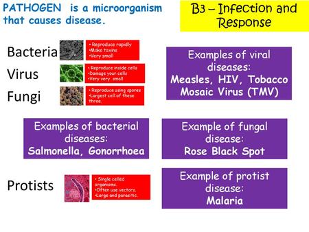 Measles, HIV, Tobacco Mosaic Virus (TMV) Salmonella, Gonorrhoea