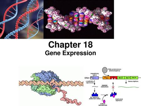 Chapter 18 Gene Expression.