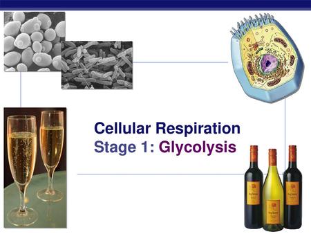 Cellular Respiration Stage 1: Glycolysis