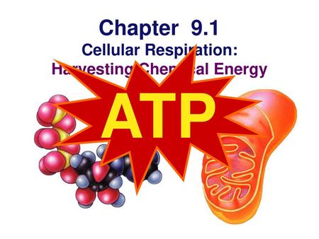 Chapter 9.1 Cellular Respiration: Harvesting Chemical Energy