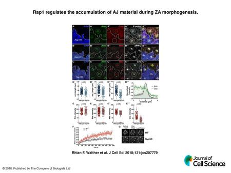 Rap1 regulates the accumulation of AJ material during ZA morphogenesis