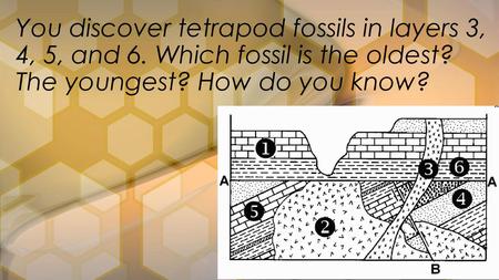 You discover tetrapod fossils in layers 3, 4, 5, and 6