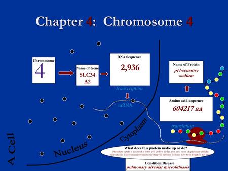 4 Chapter 4: Chromosome 4 A Cell Nucleus 2, aa SLC34A2