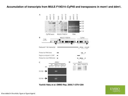 Accumulation of transcripts from MULE‐F19G14–CyP40 and transposons in mom1 and ddm1. Accumulation of transcripts from MULE‐F19G14–CyP40 and transposons.