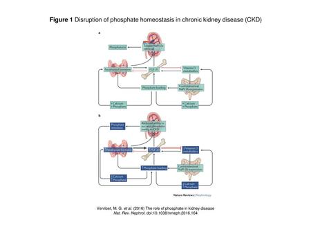 Figure 1 Disruption of phosphate homeostasis in chronic kidney disease (CKD) Figure 1 | Disruption of phosphate homeostasis in chronic kidney disease (CKD).