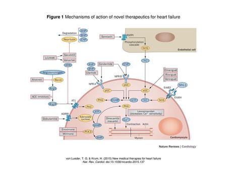 Figure 1 Mechanisms of action of novel therapeutics for heart failure
