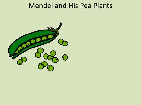 Mendel and His Pea Plants