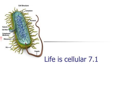 Life is cellular 7.1.