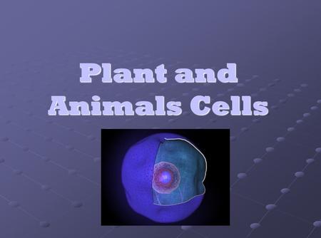 Plant and Animals Cells