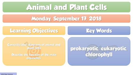Animal and Plant Cells Monday, September 17, 2018 Learning Objectives