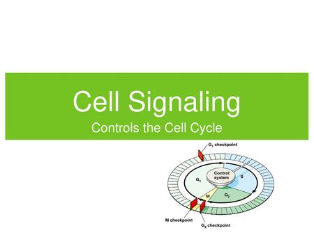 Controls the Cell Cycle