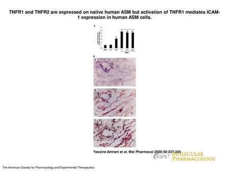 TNFR1 and TNFR2 are expressed on native human ASM but activation of TNFR1 mediates ICAM-1 expression in human ASM cells. TNFR1 and TNFR2 are expressed.