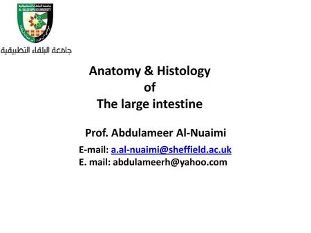 Anatomy & Histology of The large intestine