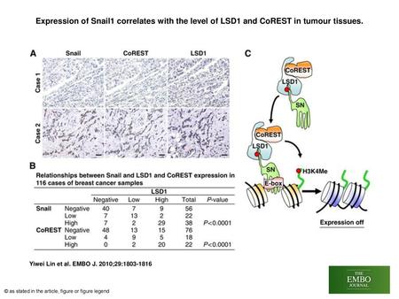 Expression of Snail1 correlates with the level of LSD1 and CoREST in tumour tissues. Expression of Snail1 correlates with the level of LSD1 and CoREST.