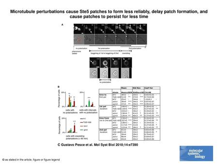 Microtubule perturbations cause Ste5 patches to form less reliably, delay patch formation, and cause patches to persist for less time Microtubule perturbations.